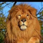 Christelle KENGNE Profile Picture