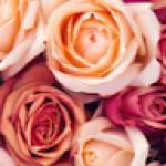 Inès Jérémie NCHOUTNSU Profile Picture