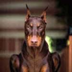 Eric KOONA Profile Picture