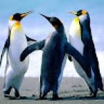 Ismael AYISSI Profile Picture