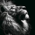 Ariol Wilfried NONO KOMBOU Profile Picture