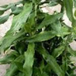 Saint GRAAL Profile Picture