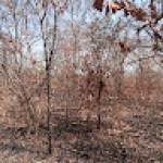 Audrey NGASSEUFA Profile Picture