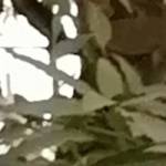 Hugor ANAGO Profile Picture