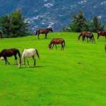 Jacindaardern JACINDAARDERN Profile Picture