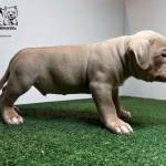 xl bully for sale Profile Picture