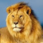 Harvis LANDRY Profile Picture