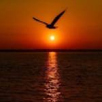 Mouna KHAIRAT Profile Picture