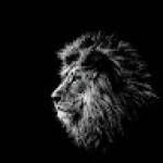 Fohouo Michel GASPARD Profile Picture