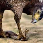 Pascal NLOUBOULI Profile Picture