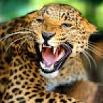 Aimé Profile Picture