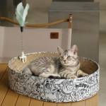 Cat SCRATCHINGMAT Profile Picture