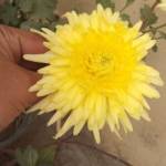 Pierre LOUIS Profile Picture