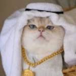 Busy BOY Profile Picture