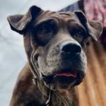 Daniel NGOUNOU Profile Picture