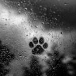 Binish KHAN Profile Picture