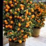Citrus Lime In Ceramic POT IN UAE Profile Picture