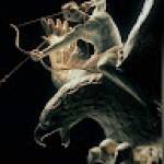 Thiago BUSI Profile Picture