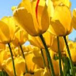 Janvier ESSOME Profile Picture