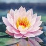 Priya KUM profile picture